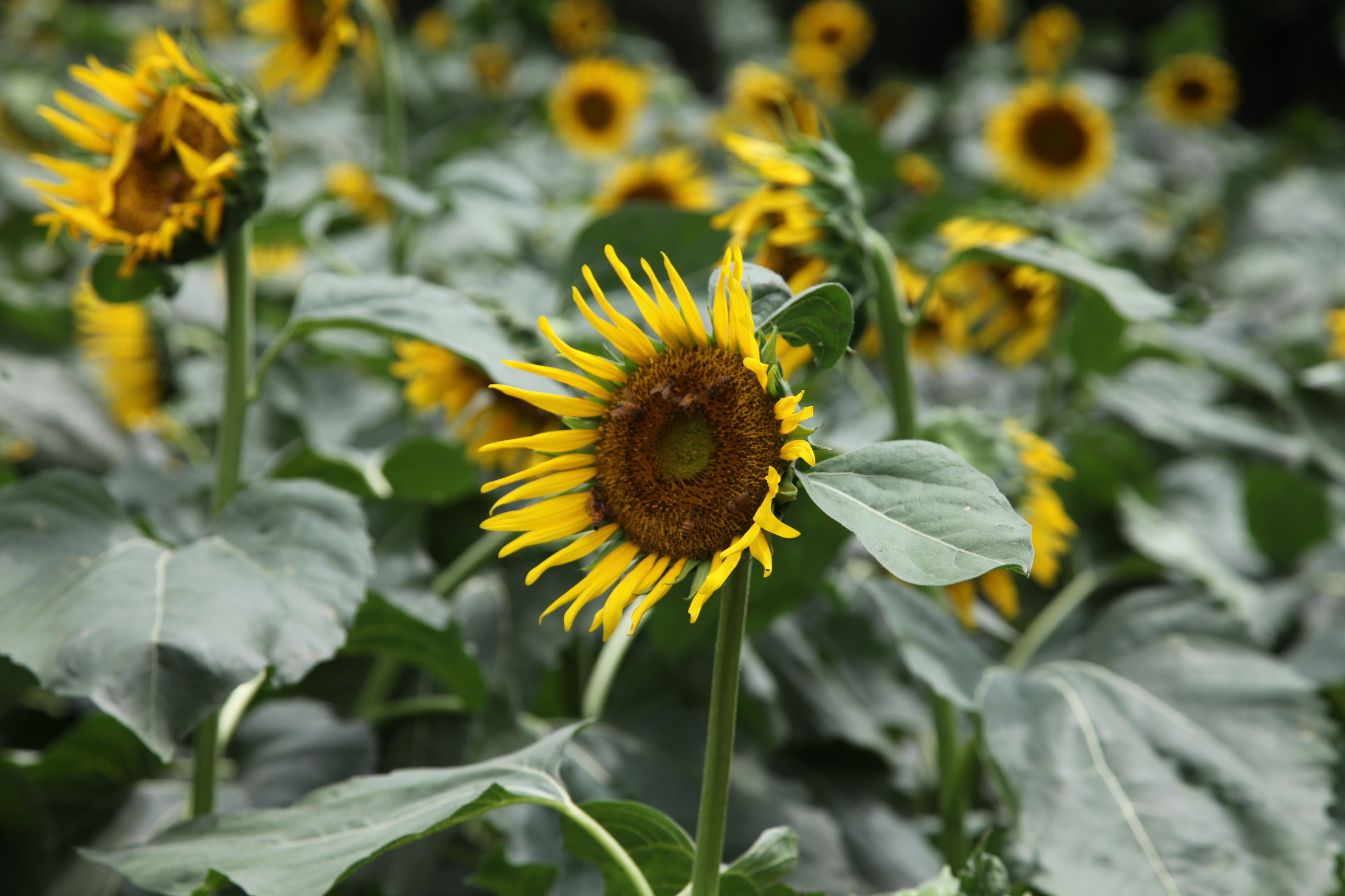广州南沙百万葵园好不好玩,广州南沙百万葵园门票多少钱