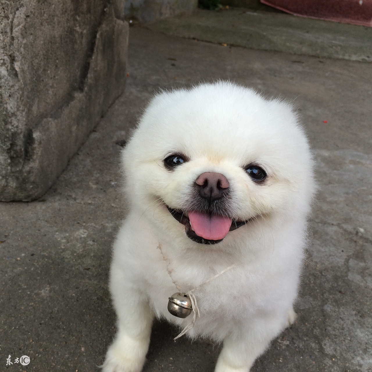 世界名犬博美比赛视频,博美宠物狗的名字大全