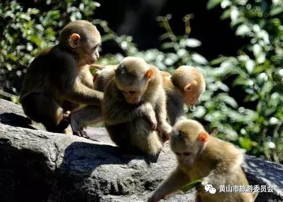 国庆出游去哪儿玩儿,国庆去安徽哪里玩