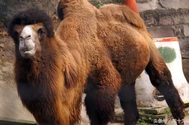 达州市最差的县城,达州最差的高中是哪个