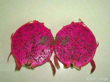 红肉火龙果的做法,火龙果优质高产栽培技术