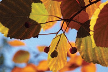 北京不容错过的赏花路线,北京香山红叶林观看最佳时间