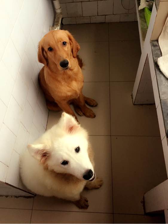 萨摩耶得了相思病怎么处理,六个月萨摩耶不爱吃狗粮了