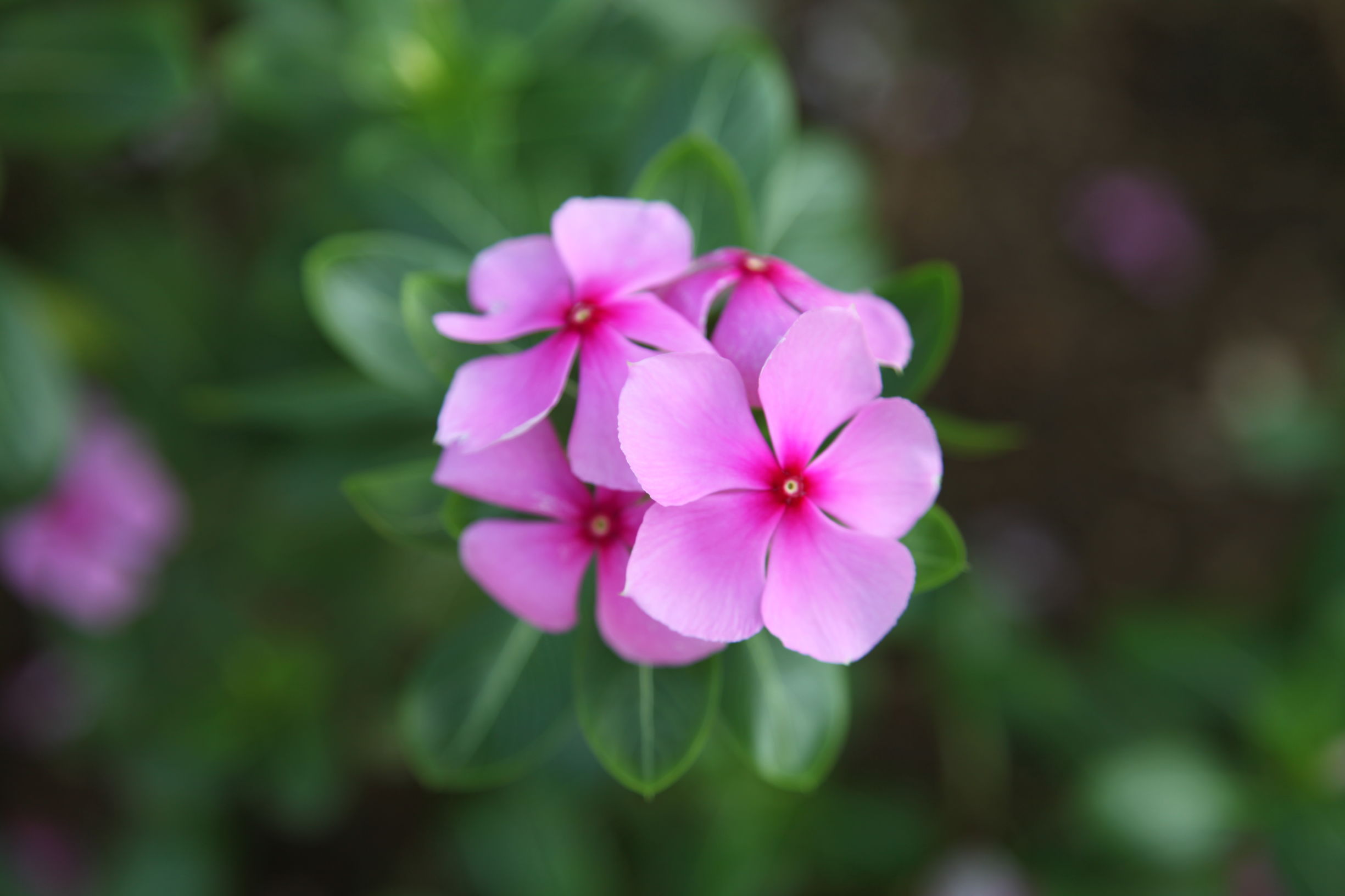 广州南沙百万葵园好不好玩,广州南沙百万葵园门票多少钱