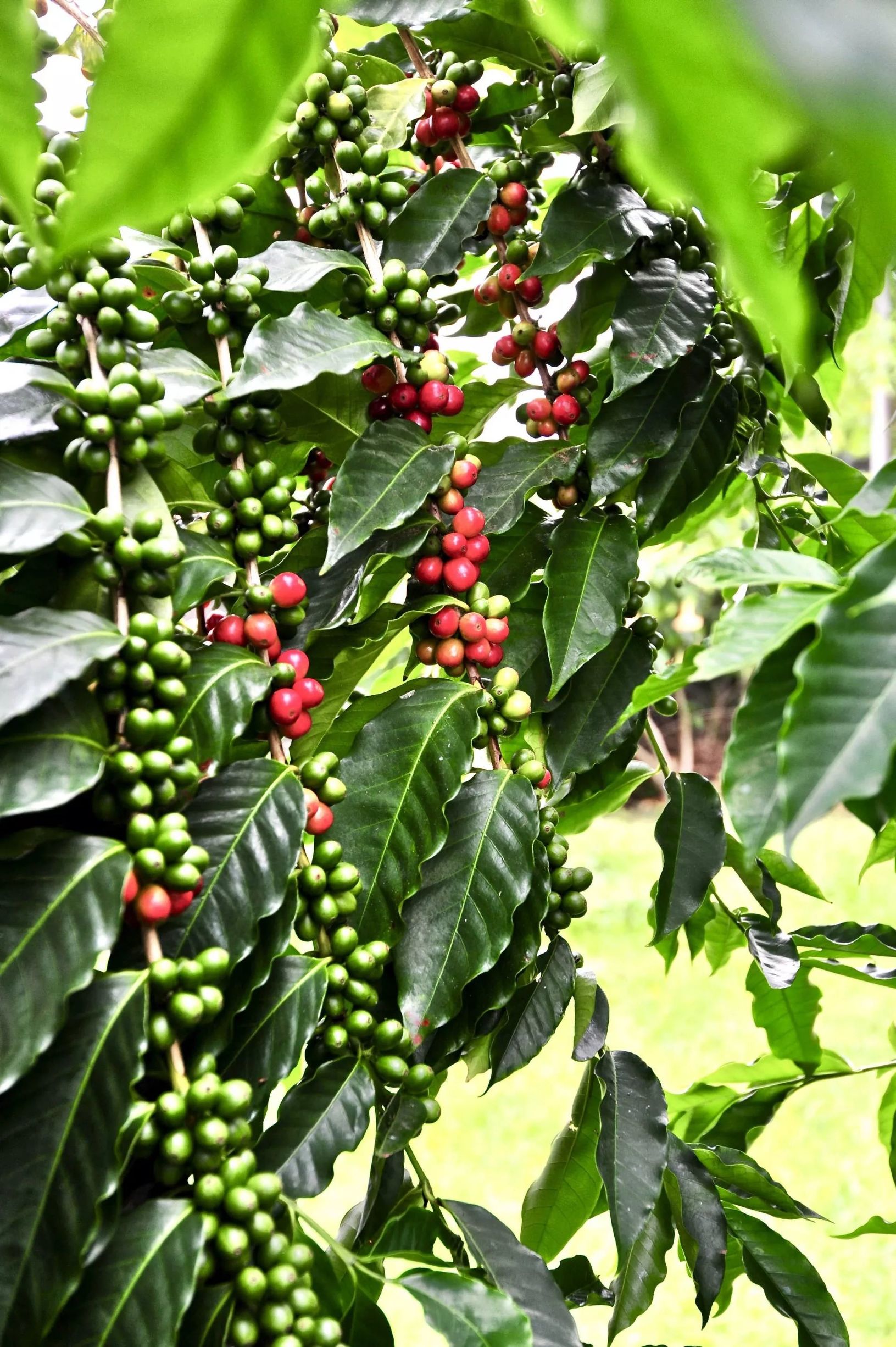 一封来自家乡的邀请函,夏威夷发来的邀请函