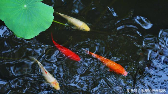 夜游南浔古镇感受江南水乡的美,江南六大古镇最值得一去的是南浔