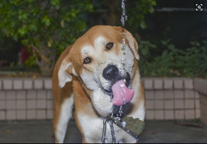 狗狗得细小恢复期拉绿色稀便,狗狗吐黄水拉绿色稀便