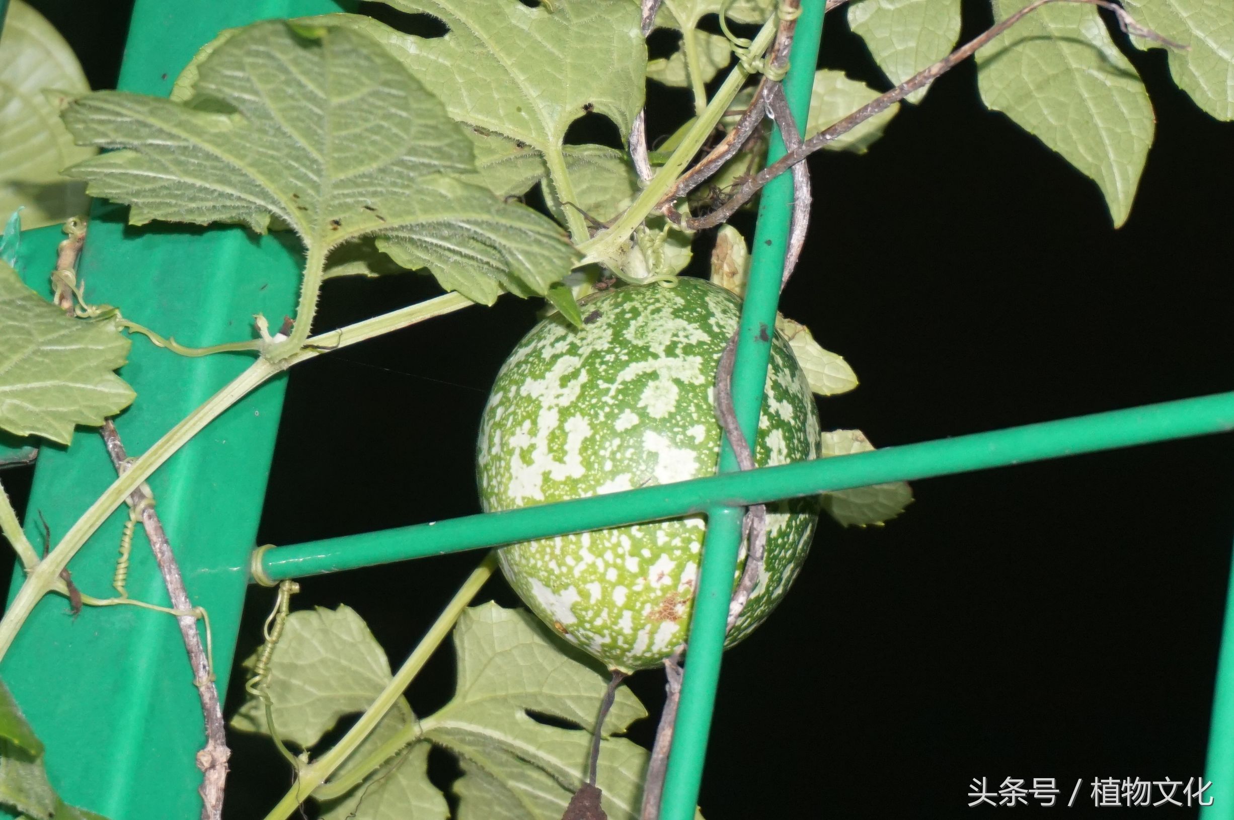 不做不明真相的吃瓜群众,栝楼吊瓜子