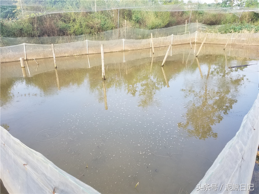 泥鳅青蛙养殖,稻田养泥鳅技术致富经