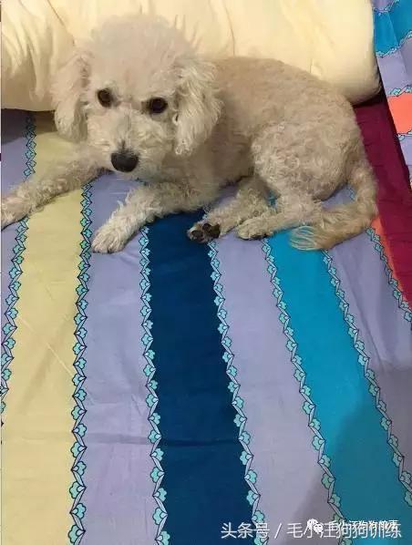 猫狗双全的赢家,狗猫双全的人生赢家