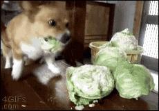 举着“打假”旗号的*子骗**！