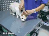 夹猫脖领,夹猫脖子视频