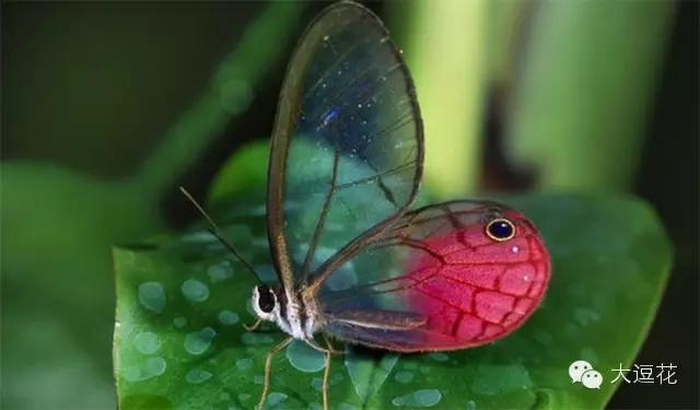 世界上最美的八大蝴蝶之一蓝闪蝶,世界上最美的蝴蝶前十名