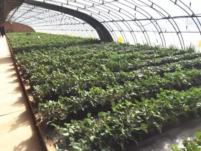又到草莓时节,天津采摘草莓好又便宜的地方