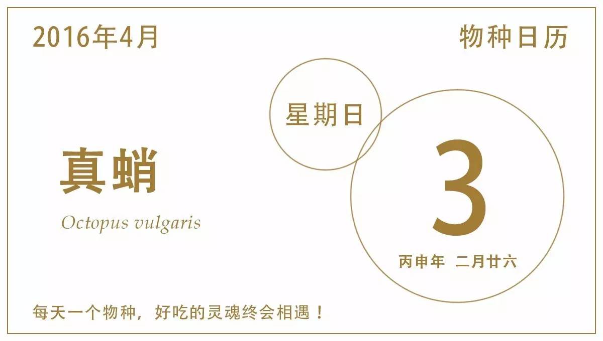 八爪鱼神秘吃法,八爪鱼特异功能