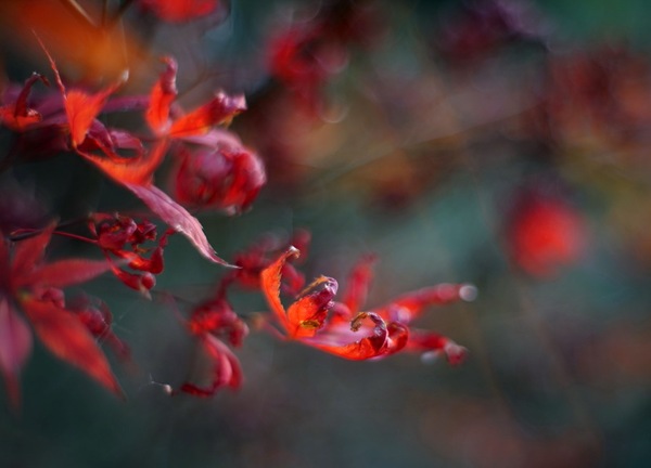 邛崃平乐古镇,四川游记之邛崃平乐古镇