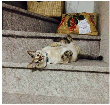 男子路过公园被流浪猫一见钟情，万万没想到，散步都能捡个主子