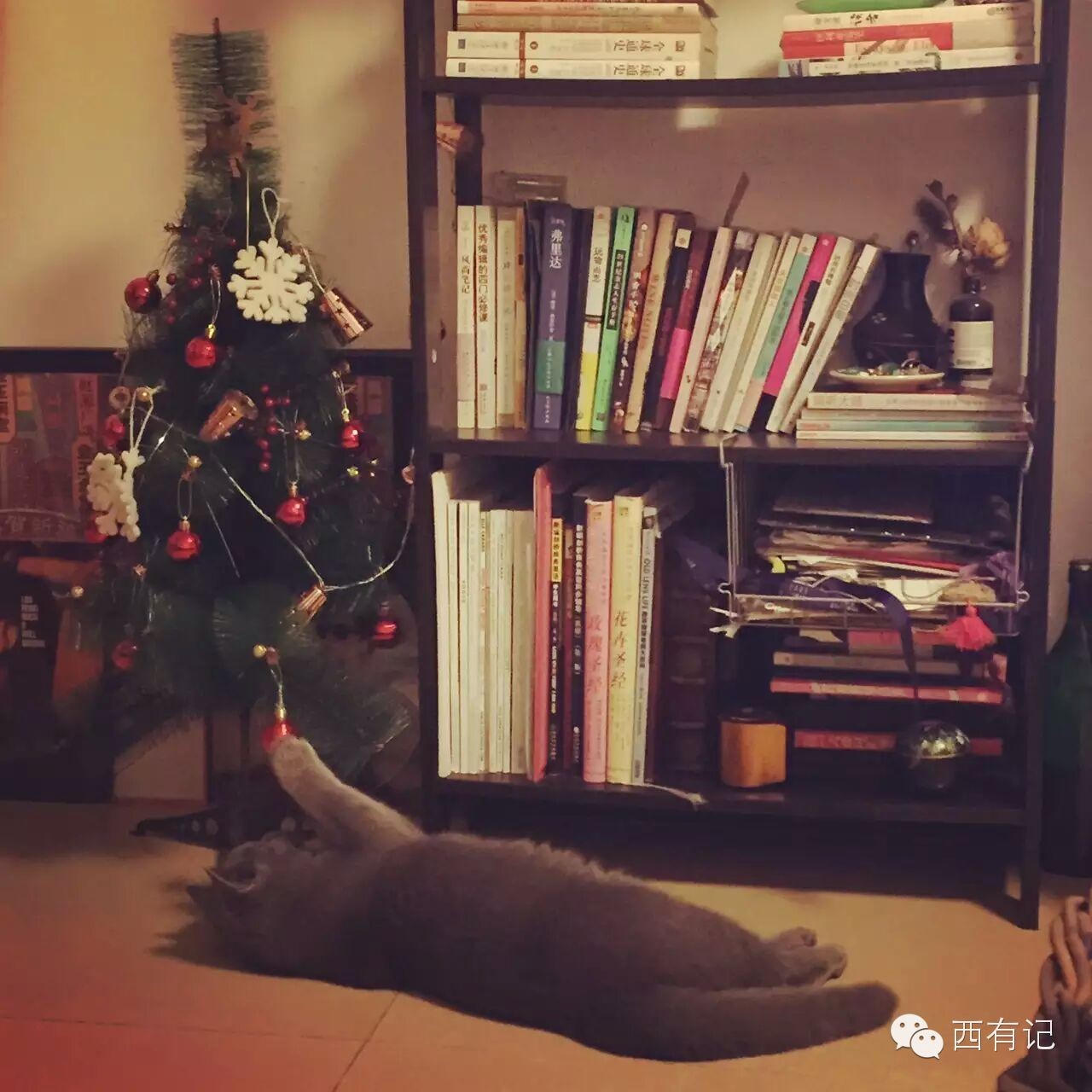 尊严着的虚荣：时尚女编辑的幕后生活