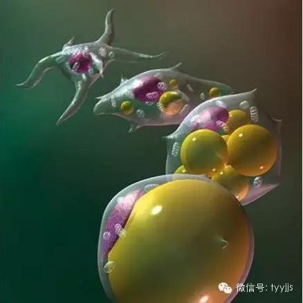 一张图看懂脂肪的真面目,脂肪就像泡沫一样形成过程