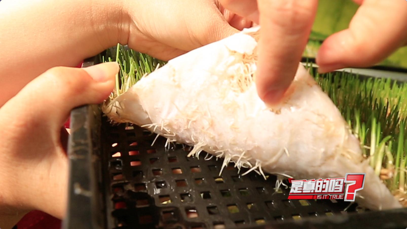 最新纸上适合家庭种菜的方法,纸上种菜方法