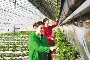 又到草莓时节,天津采摘草莓好又便宜的地方