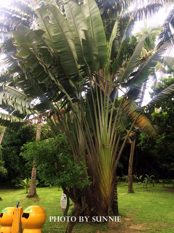 北纬十八度之三亚,北纬18度的旅行三亚游记