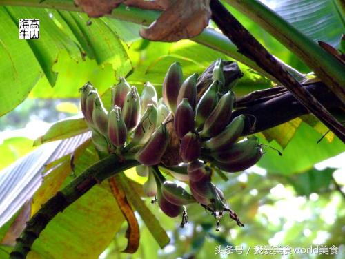 黄香蕉黑香蕉区别图,这些香蕉是给你的英语怎么说