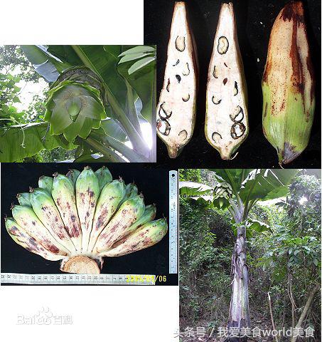 黄香蕉黑香蕉区别图,这些香蕉是给你的英语怎么说