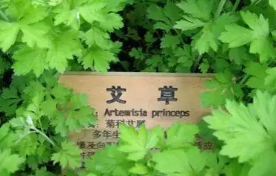 艾草是上天对人间的恩赐,艾草被誉为纯阳之草