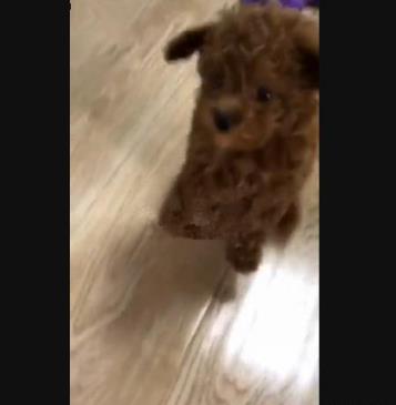 刚买回来的小泰迪一看见我就叫唤,小泰迪刚到家该怎么照顾