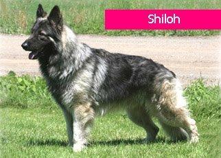 如何挑选一只纯双血统的德牧讲解,德牧血统信息查询