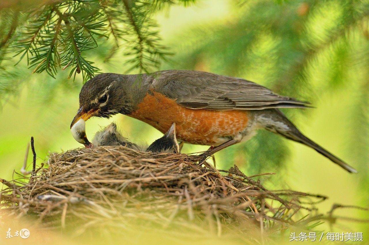 驯养鸟上手技巧,驯养小鸟指南