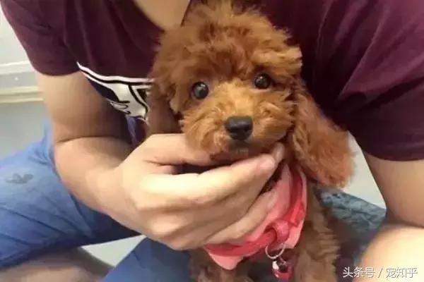 小狗被箭射中被找到,小狗被当活靶子