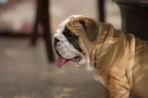 天气降温狗狗拉肚子怎么办,斗牛犬天气太热喘气怎么办