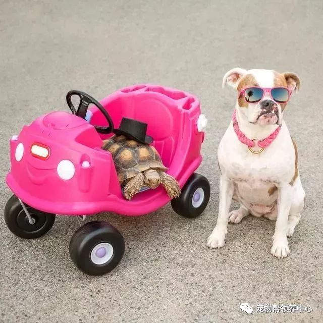 腭裂的狗,腭裂犬