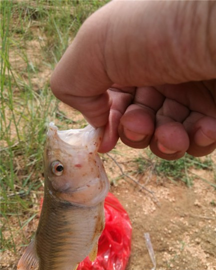 广西玉林钓土鲮鱼钓法,玉林钓土鲮的方法