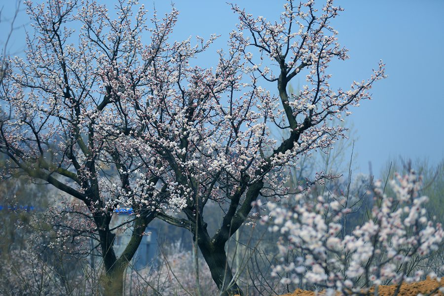 聚焦陕西蓝田泄湖镇,蓝田县洩湖镇发展规划