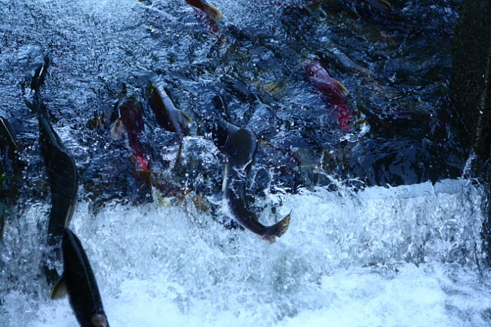 逆流而上,加拿大威化溪三文鱼洄游之旅