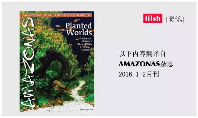 原生魟鱼,魟鱼原生态生活