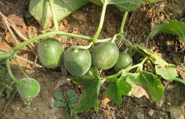 这些野果你都吃过吗,这些童年的美味野果