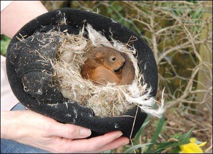 怎么合理养松鼠,大松鼠如何照顾小松鼠的