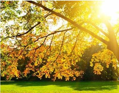 秋季吃这7种食物有助于润肺止咳,秋季咳嗽吃什么能有效润肺止咳