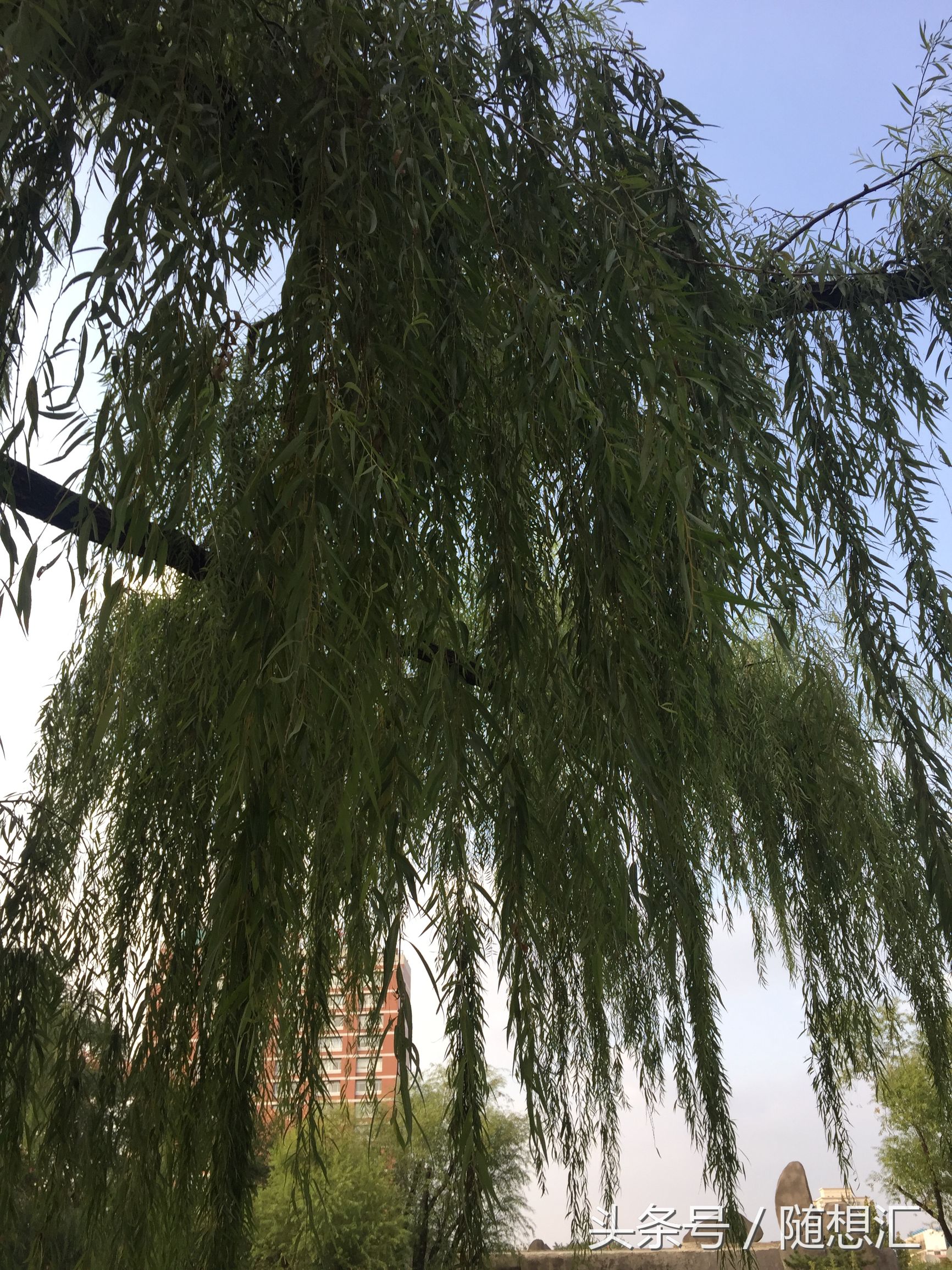 唐诗咏柳贺知章古诗讲解,咏柳贺知章中学生必背古诗