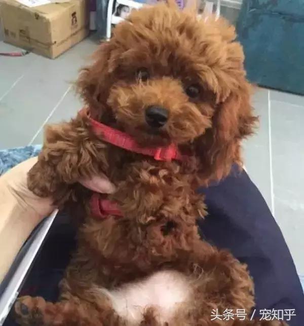 小狗被箭射中被找到,小狗被当活靶子