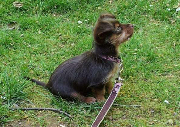 超级可爱的腊肠犬图,超级可爱的混血狗狗