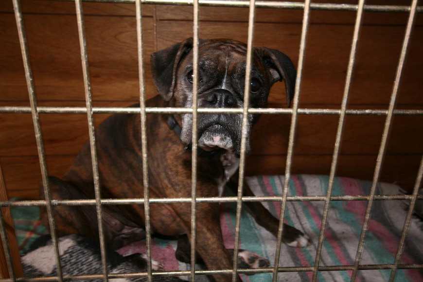 不要放弃治疗下一句是什么,狗心丝虫症状有哪些