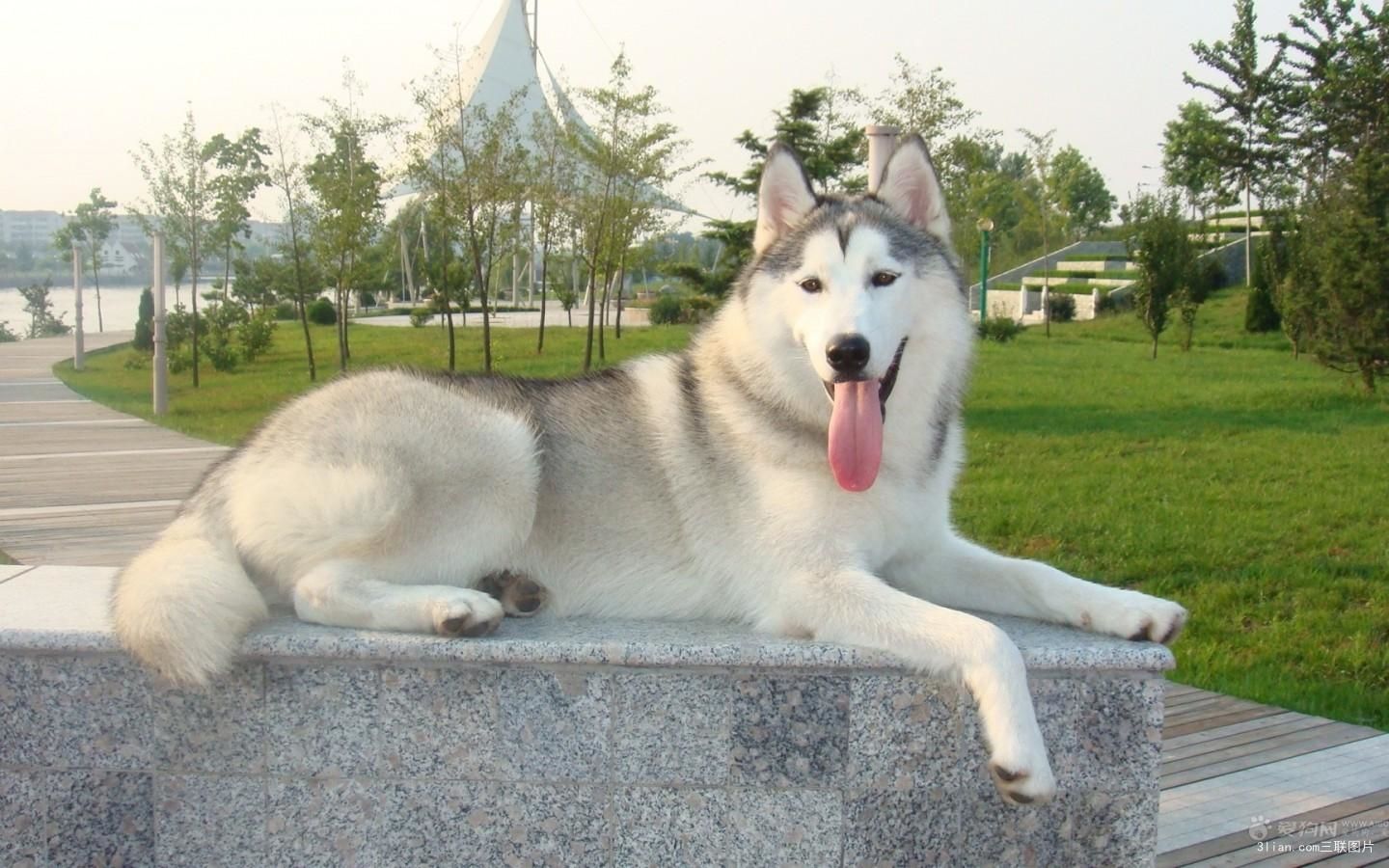 哈士奇西伯利亚雪橇犬拉雪橇,哈士奇西伯利亚雪橇犬走秀