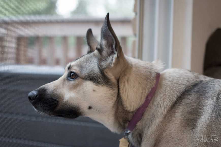 不要放弃治疗下一句是什么,狗心丝虫症状有哪些