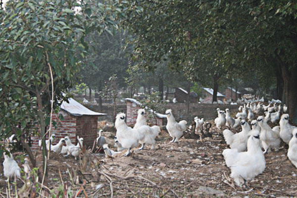 乌鸡怎么养才不生病,保护乌鸡的最好方法