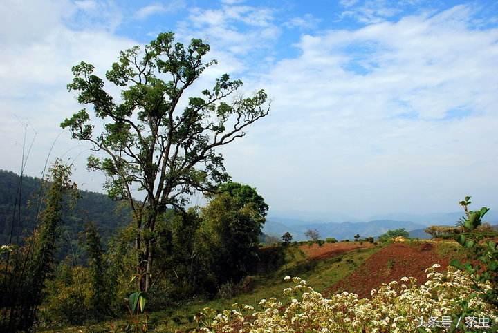 十大经典普洱茶排行榜,十大名寨普洱茶